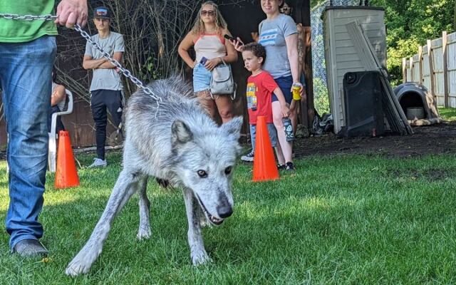 This Family-Run Illinois Wolf Ranch Brings You Face-To-Face With Rescued Wolves, A Tiger, And A Bear