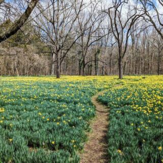 This Daffodil Farm in Tennessee Bursts Into a Golden Wonderland You Can Wander Every Spring