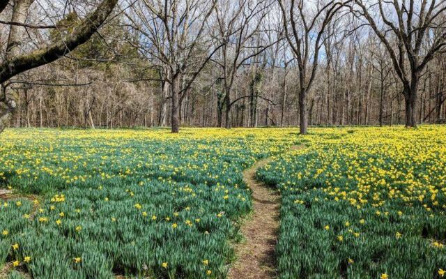 This Daffodil Farm in Tennessee Bursts Into a Golden Wonderland You Can Wander Every Spring