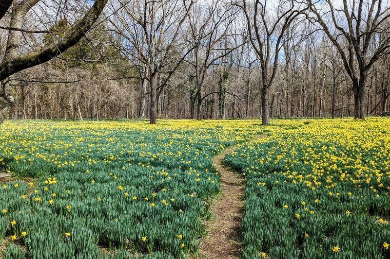 This Daffodil Farm in Tennessee Bursts Into a Golden Wonderland You Can Wander Every Spring