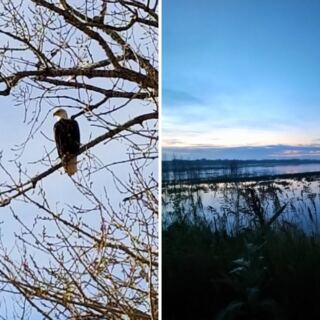 10 Nebraska Spots for Watching Bald Eagles in the Wild
