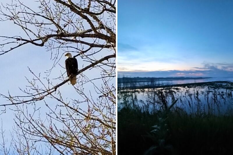 10 Nebraska Spots for Watching Bald Eagles in the Wild