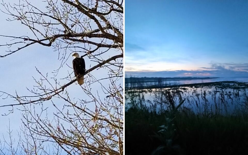 10 Nebraska Spots for Watching Bald Eagles in the Wild