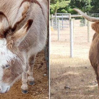 Stroll Past A Fuzzy Highland Cow And Donkeys At This Free Cape Cod Farm In Massachusetts