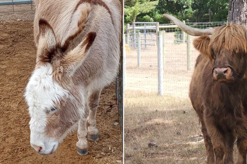 Stroll Past A Fuzzy Highland Cow And Donkeys At This Free Cape Cod Farm In Massachusetts