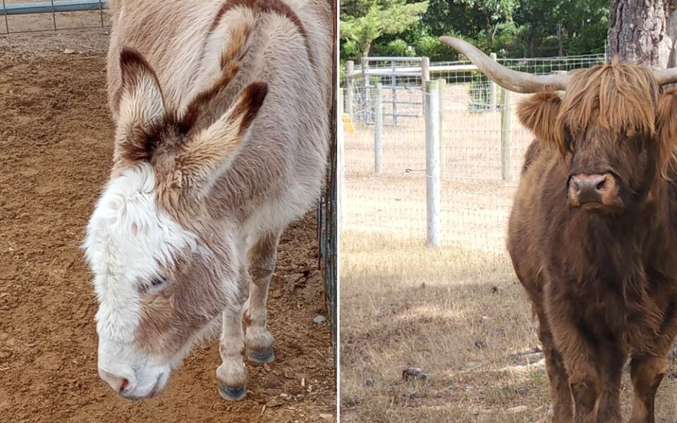 Stroll Past A Fuzzy Highland Cow And Donkeys At This Free Cape Cod Farm In Massachusetts