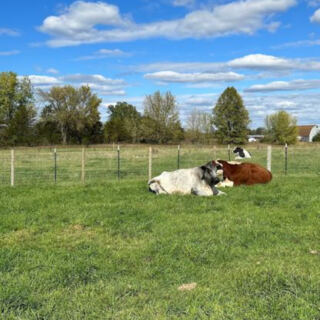 Rescued Farm Animals Get a Second Chance at This Peaceful Minnesota Sanctuary