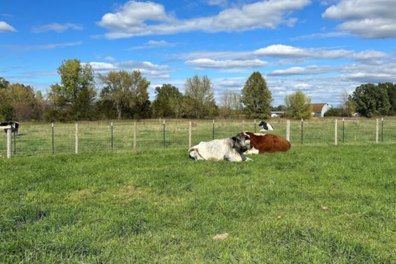 Rescued Farm Animals Get a Second Chance at This Peaceful Minnesota Sanctuary
