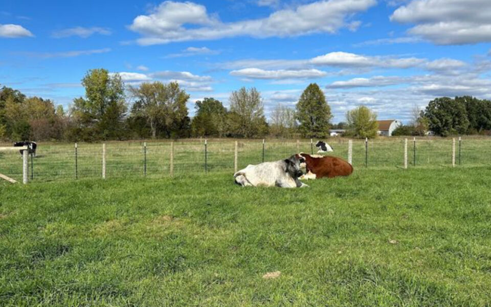 Rescued Farm Animals Get a Second Chance at This Peaceful Minnesota Sanctuary