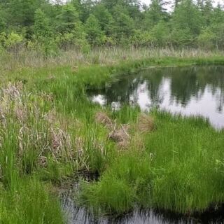 Hidden In An Illinois Nature Preserve Is A Floating Bog Where Meat-Eating Plants Grow