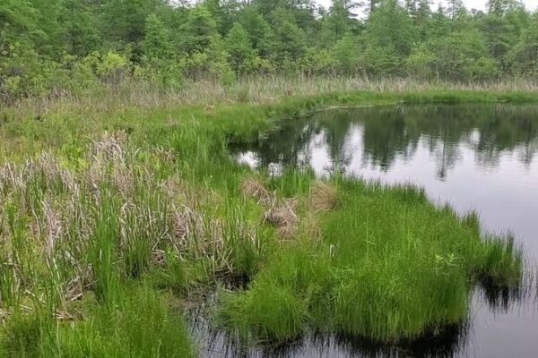 Hidden In An Illinois Nature Preserve Is A Floating Bog Where Meat-Eating Plants Grow