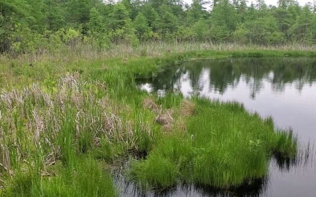Hidden In An Illinois Nature Preserve Is A Floating Bog Where Meat-Eating Plants Grow