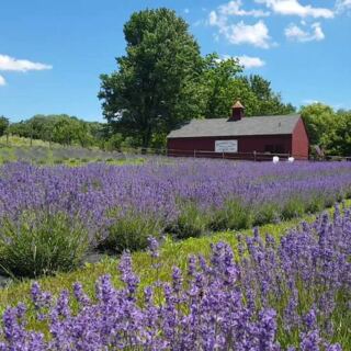 This New Jersey Lavender Farm Is The Provence-Style Day Trip To Plan For Next Summer