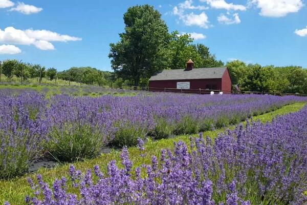 This New Jersey Lavender Farm Is The Provence-Style Day Trip To Plan For Next Summer