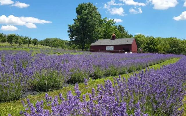 This New Jersey Lavender Farm Is The Provence-Style Day Trip To Plan For Next Summer