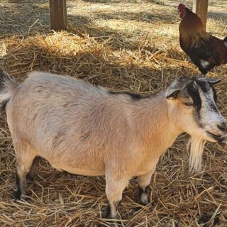 9 Nevada Animal Rescues And Sanctuaries Where You Can Roll Up Your Sleeves And Help