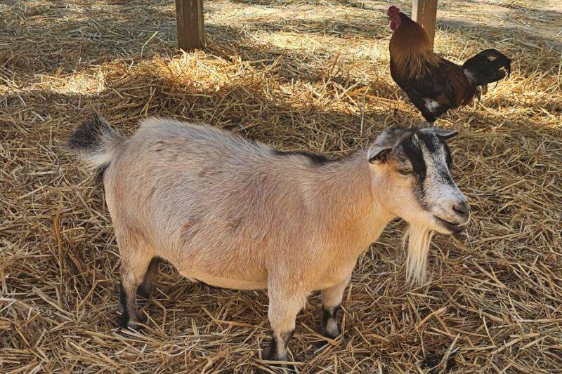 9 Nevada Animal Rescues And Sanctuaries Where You Can Roll Up Your Sleeves And Help