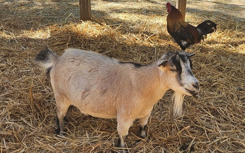 9 Nevada Animal Rescues And Sanctuaries Where You Can Roll Up Your Sleeves And Help