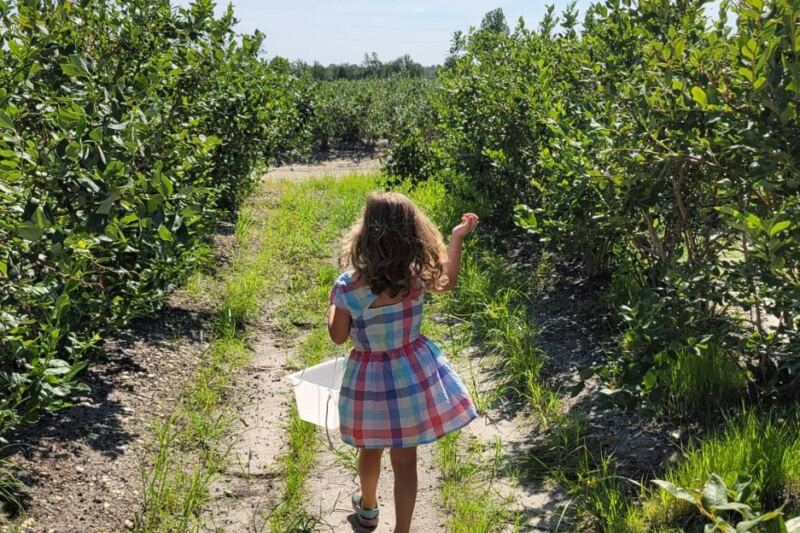 This Small New Jersey Town Is Known as the Blueberry Capital of the World