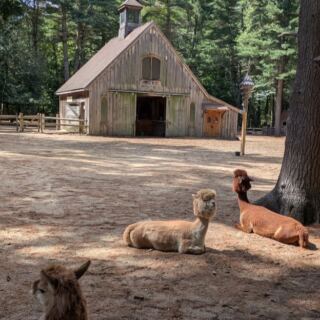 Few People Realize Rescued Emus and Alpacas Roam a Quiet Wooded Sanctuary in Massachusetts