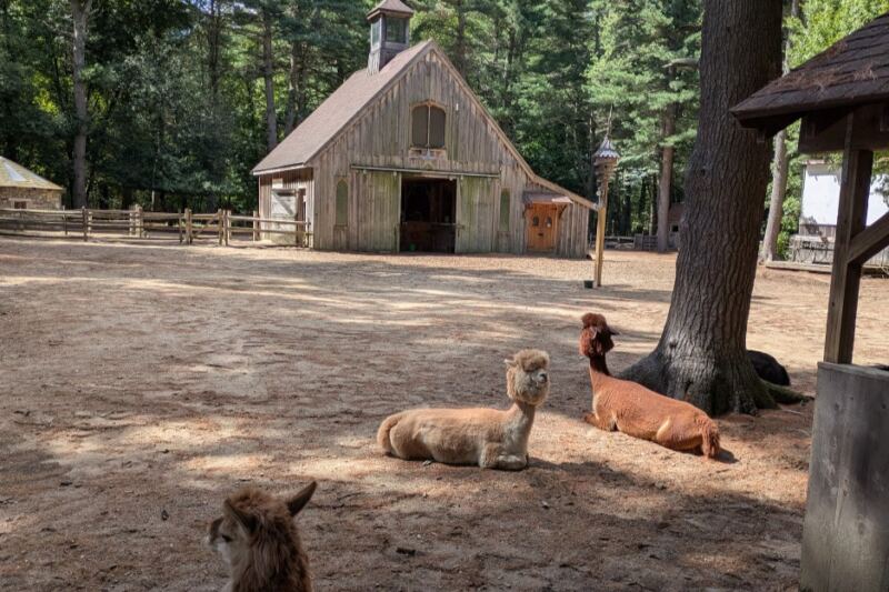 Few People Realize Rescued Emus and Alpacas Roam a Quiet Wooded Sanctuary in Massachusetts