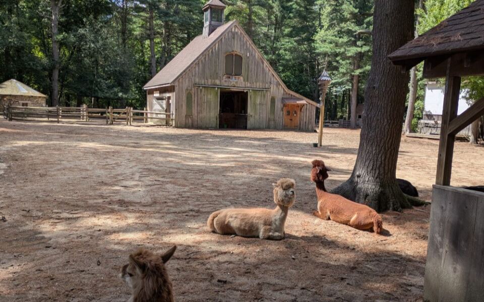 Few People Realize Rescued Emus and Alpacas Roam a Quiet Wooded Sanctuary in Massachusetts
