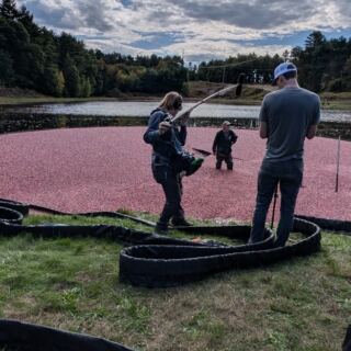 This Carver, Massachusetts Cranberry Farm Lets You Wade Into the Flooded Bog During Harvest