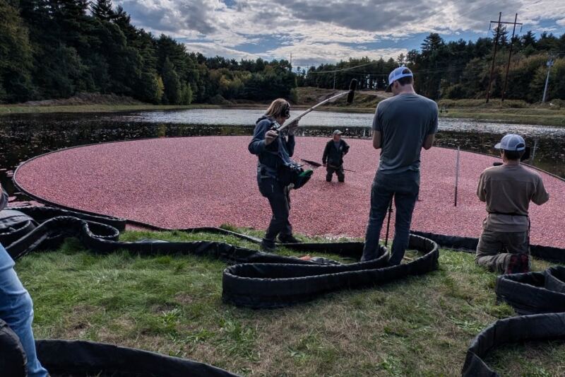 This Carver, Massachusetts Cranberry Farm Lets You Wade Into the Flooded Bog During Harvest