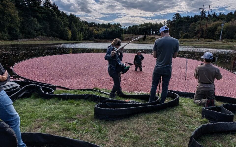 This Carver, Massachusetts Cranberry Farm Lets You Wade Into the Flooded Bog During Harvest