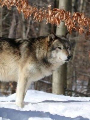 Four Wolf Packs Make Lakota Wolf Preserve A Howling New Jersey Day Trip