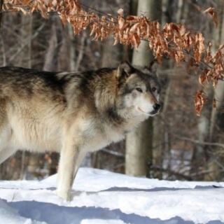 Four Wolf Packs Make Lakota Wolf Preserve A Howling New Jersey Day Trip