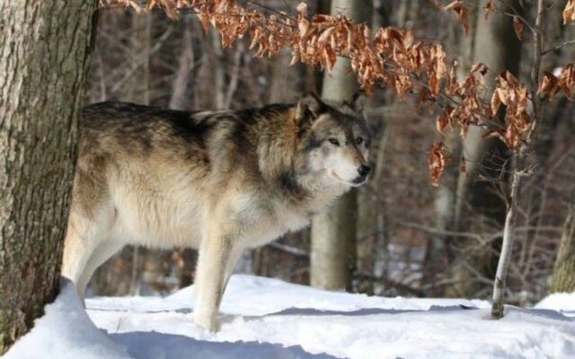 Four Wolf Packs Make Lakota Wolf Preserve A Howling New Jersey Day Trip