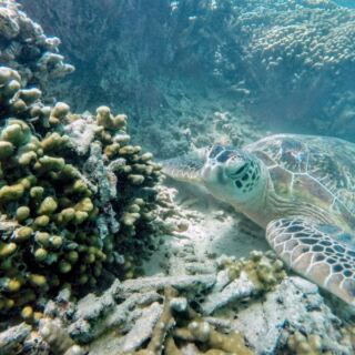 There’s a Hawaii Sandbar That Surfaces at Low Tide Where Boaters Swim With Turtles in Crystal-Clear Water