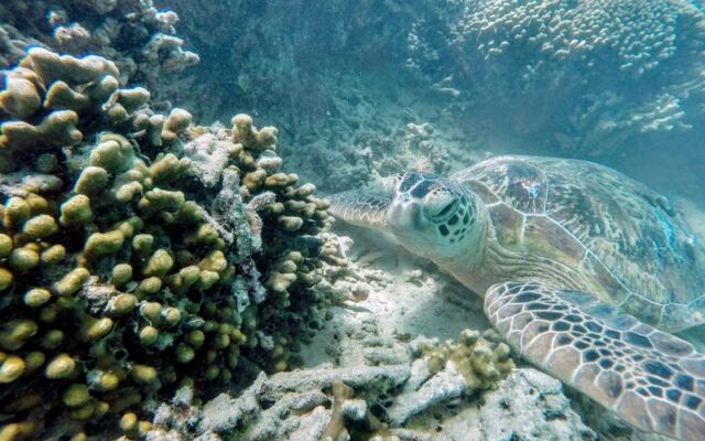 There’s a Hawaii Sandbar That Surfaces at Low Tide Where Boaters Swim With Turtles in Crystal-Clear Water