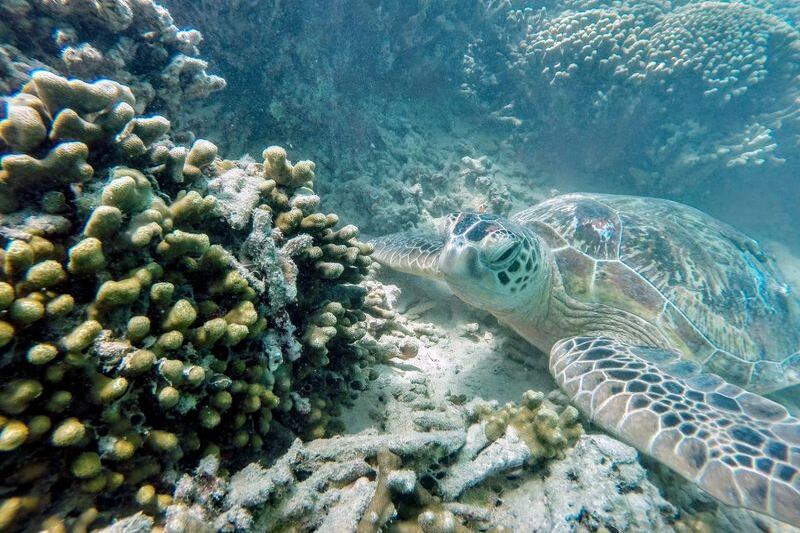 There’s a Hawaii Sandbar That Surfaces at Low Tide Where Boaters Swim With Turtles in Crystal-Clear Water