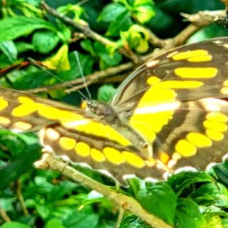 This Chattanooga Garden Is Home to More Than 1,000 Fluttering Butterflies You Can Walk Among