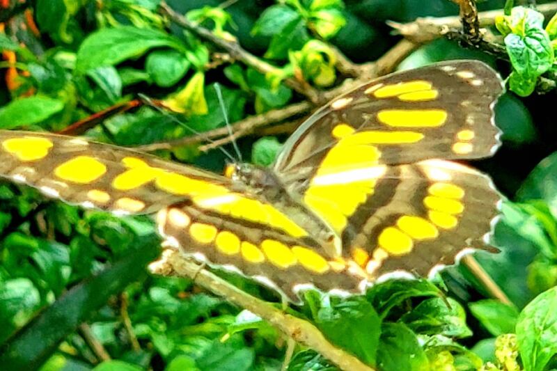 This Chattanooga Garden Is Home to More Than 1,000 Fluttering Butterflies You Can Walk Among