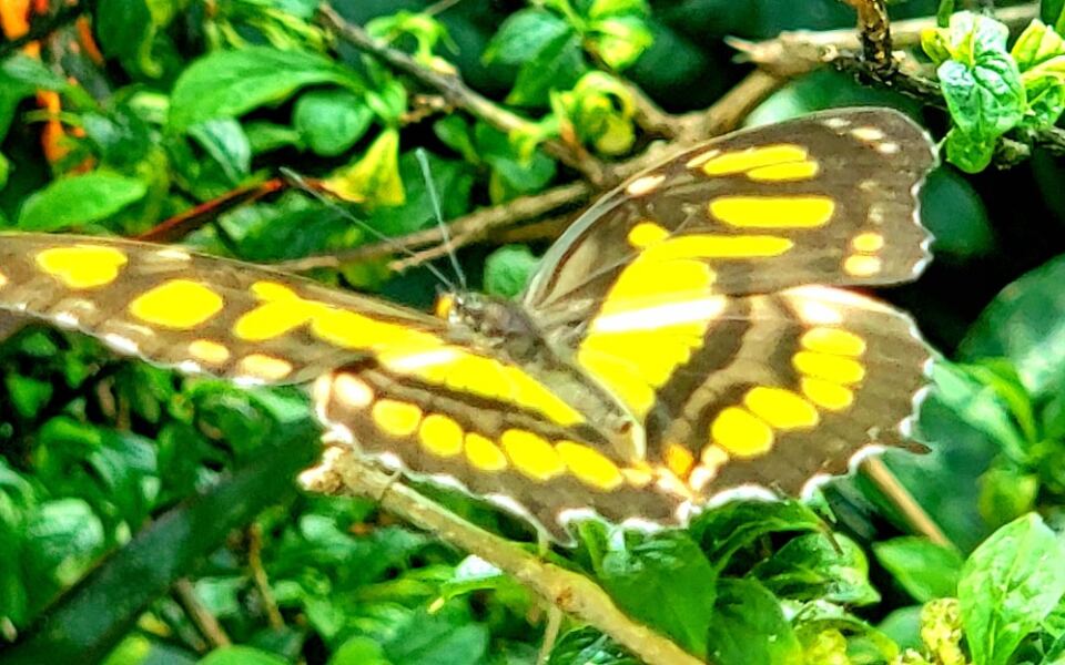 This Chattanooga Garden Is Home to More Than 1,000 Fluttering Butterflies You Can Walk Among