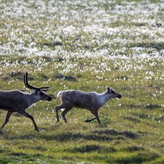 14 Destinations for Watching Caribou Migrations
