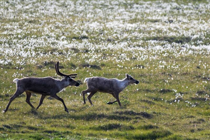 14 Destinations for Watching Caribou Migrations