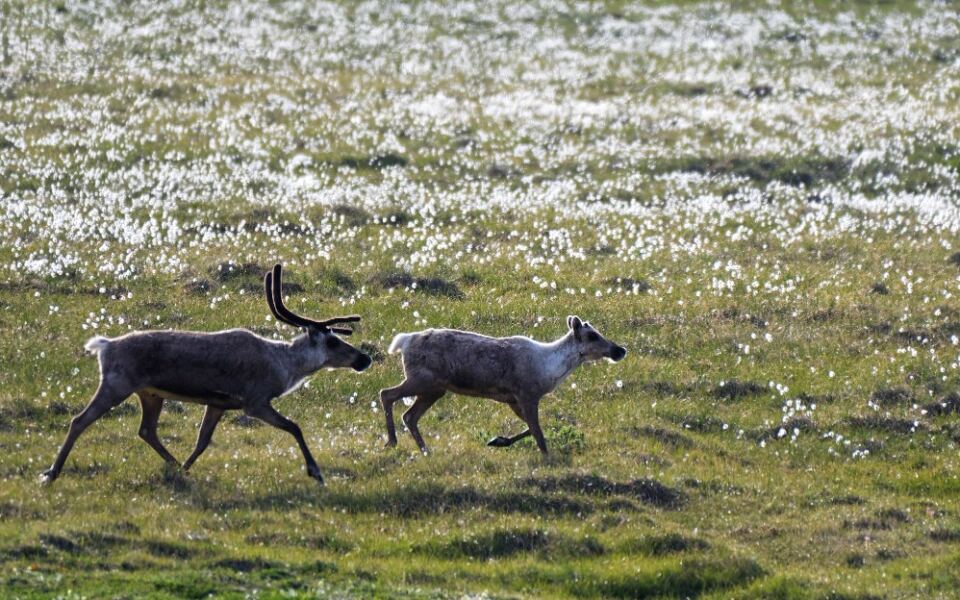 14 Destinations for Watching Caribou Migrations