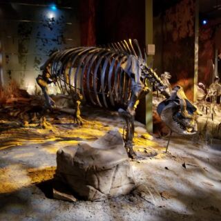 Hidden in Tennessee, This Active Fossil Dig Keeps Unearthing Rhinos, Red Pandas, and Alligators