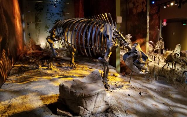 Hidden in Tennessee, This Active Fossil Dig Keeps Unearthing Rhinos, Red Pandas, and Alligators