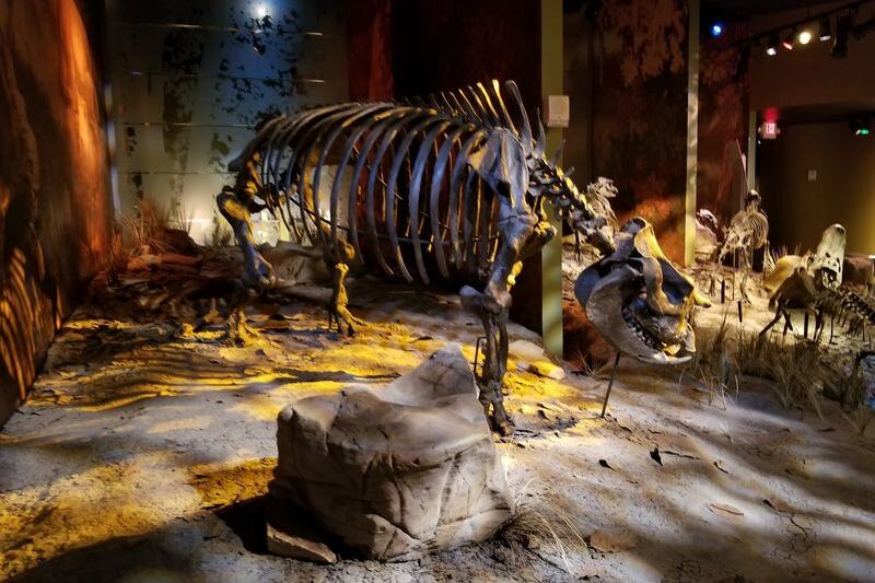 Hidden in Tennessee, This Active Fossil Dig Keeps Unearthing Rhinos, Red Pandas, and Alligators