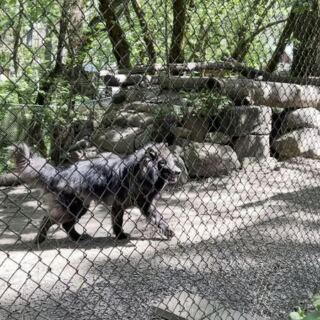 This Oregon Wildlife Sanctuary Takes You On A Guided Tour Where You Can Meet Rescued Wolves, Cougars, And Bears Up Close