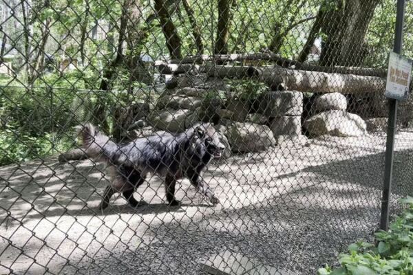 This Oregon Wildlife Sanctuary Takes You On A Guided Tour Where You Can Meet Rescued Wolves, Cougars, And Bears Up Close
