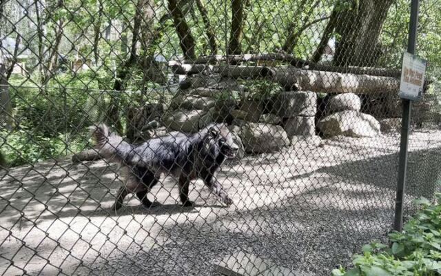 This Oregon Wildlife Sanctuary Takes You On A Guided Tour Where You Can Meet Rescued Wolves, Cougars, And Bears Up Close