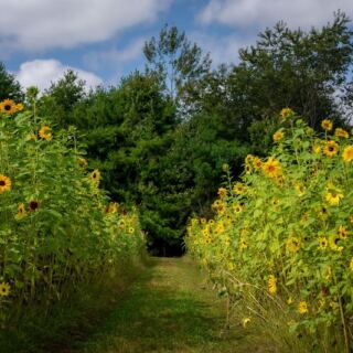 This Scenic Massachusetts Flower Farm Bursts With Rows of Blooms That Lift Your Mood the Second You Arrive