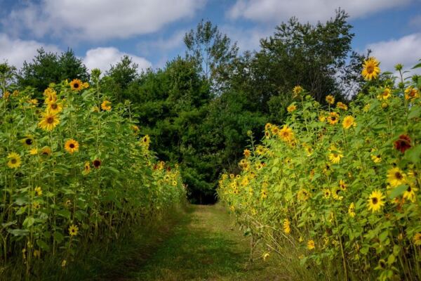 This Scenic Massachusetts Flower Farm Bursts With Rows of Blooms That Lift Your Mood the Second You Arrive