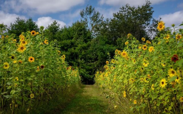 This Scenic Massachusetts Flower Farm Bursts With Rows of Blooms That Lift Your Mood the Second You Arrive